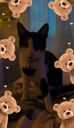Goed huisje gezocht voor ons liefe kat, Dieren en Toebehoren, Poes