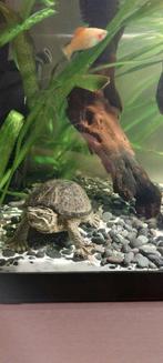 Ik zoek een goed huis voor mijn schildpad, Dieren en Toebehoren, Reptielen en Amfibieën, Schildpad