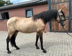 Prachtige PRE hengst met een mooie valk kleur, Dieren en Toebehoren, Pony's, E pony (1.48m - 1.57m), 7 tot 10 jaar, Recreatiepony