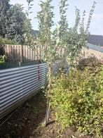kwaliteit appelbomen laagstam, Tuin en Terras, Planten | Bomen, Ophalen, Volle zon, Overige soorten, Minder dan 100 cm