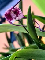 Apenkop Orchidee (Dracula ripleyana), Tuin en Terras, Ophalen, Overige soorten, Volle zon