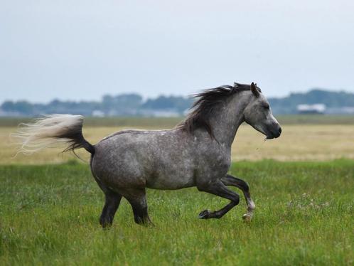 Fotoshoot paard, Dieren en Toebehoren, Paarden en Pony's | Overige Paardenspullen, Nieuw, Overige soorten, Ophalen