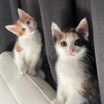 Broertje en zusje zoeken een huisje, Dieren en Toebehoren, Katten en Kittens | Overige Katten, Meerdere dieren, 0 tot 2 jaar