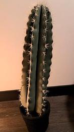 Kunstplant Cactus (Incl. mand), Ophalen, Nieuw, Binnen