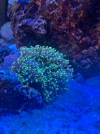 2x Hairy mushroom, Dieren en Toebehoren, Vissen | Aquariumvissen, Vis