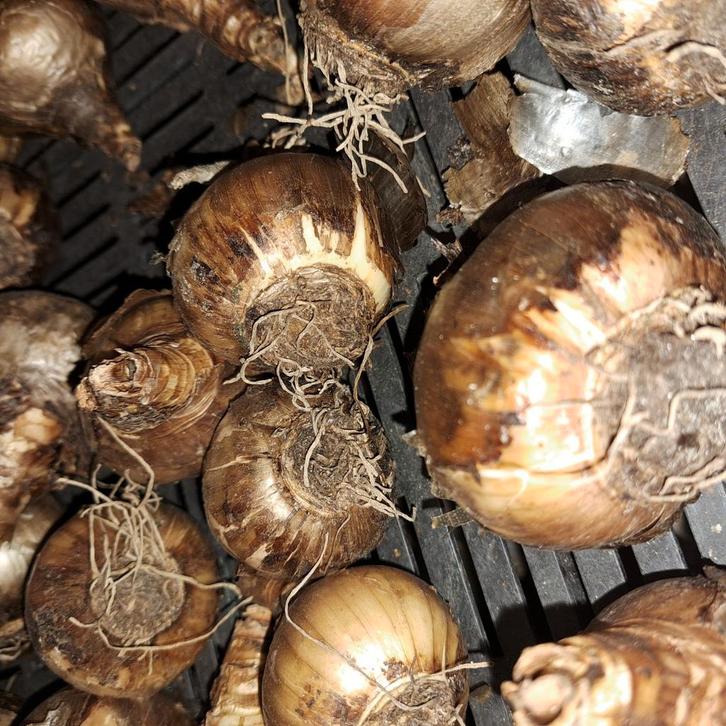 Bloembollen leuke soorten  100 stuks €25,-, Tuin en Terras, Bloembollen en Zaden, Volle zon, Ophalen of Verzenden