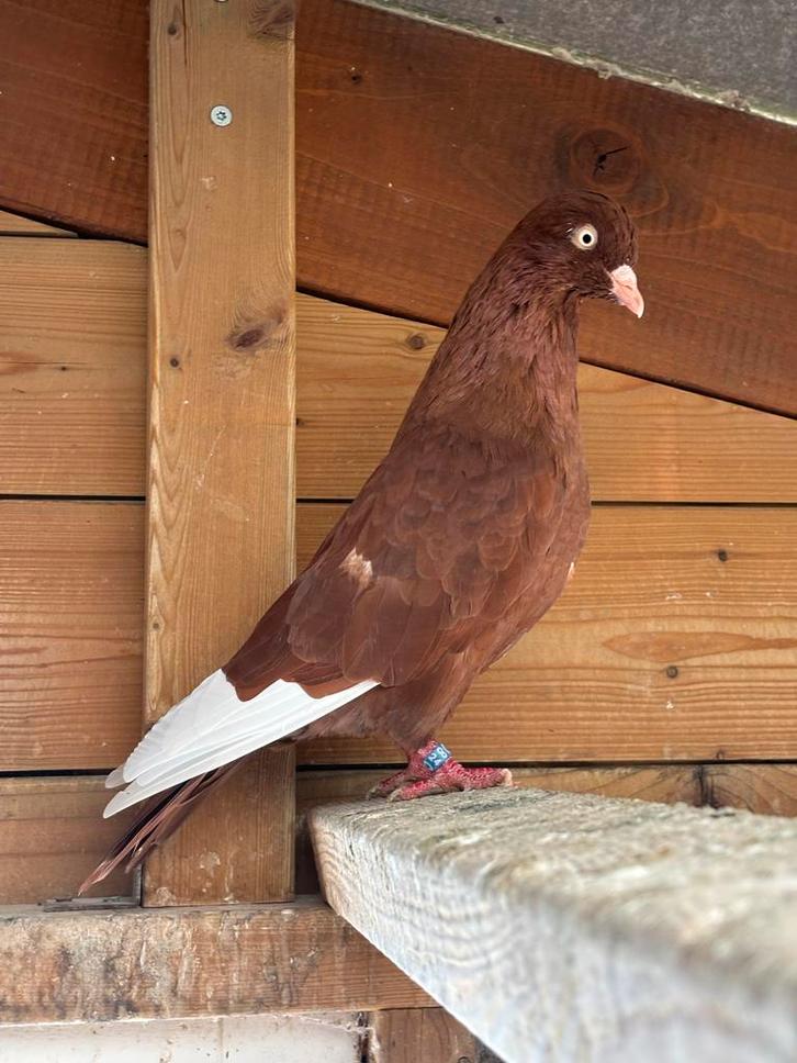 Koppel keulse tuimelaars, Dieren en Toebehoren, Vogels | Duiven, Meerdere dieren