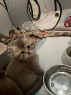 Brits kittens, Dieren en Toebehoren, Katten en Kittens | Overige Katten