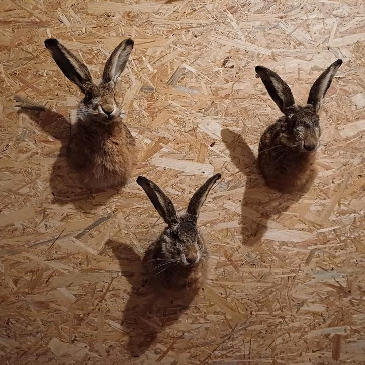 Prachtige hazenkoppen. Taxidermie 175 per stuk, Verzamelen, Dierenverzamelingen, Zo goed als nieuw, Opgezet dier, Wild dier, Ophalen of Verzenden