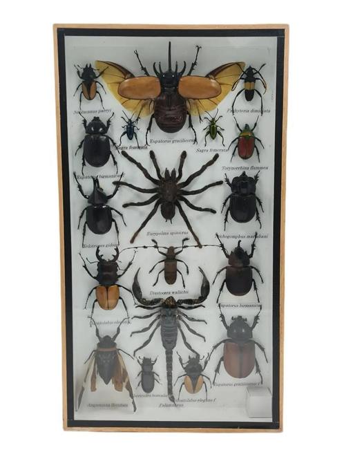 Insecten Box Verticaal | 18 Opgezette Insecten | 36x20 cm, Dieren en Toebehoren, Insecten en Spinnen, Overige soorten