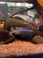 5x malawi vissen, Dieren en Toebehoren, Vissen | Aquariumvissen, Vis, Zoetwatervis