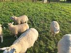 3 mooie ooien te koop., Dieren en Toebehoren, Schapen, Geiten en Varkens, Vrouwelijk, Schaap, 0 tot 2 jaar