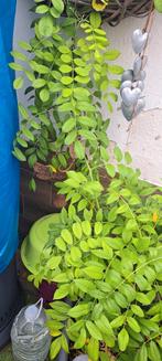 Blauwe regen Bloeiende! Incl grote pot kunsstof, Tuin en Terras, Planten | Tuinplanten, Ophalen, Zomer, Overige soorten, Volle zon