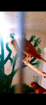 te koop phaoe en spliet phaoe kanaries, Dieren en Toebehoren, Vogels | Kanaries