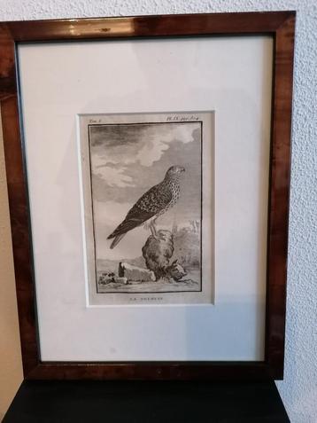 Gravure Leclerc, Buffon 1770 La Soubuse Blauwe Kiekendief beschikbaar voor biedingen