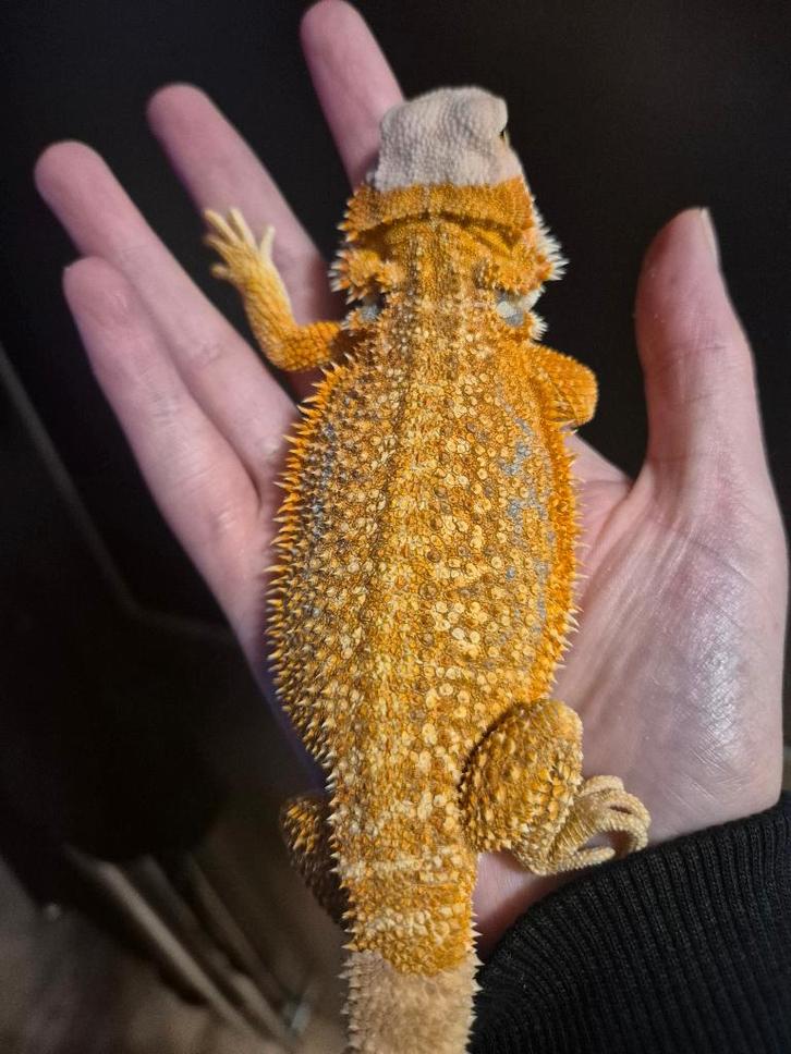 Baardagaam hypo orange