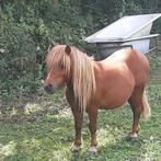 Te koop een lieve shetlandruin, Dieren en Toebehoren, Ruin, A pony (tot 1.17m), 3 tot 6 jaar, Onbeleerd