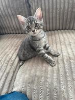Britse Korthaar mix kittens, Meerdere dieren, Kortharig, 0 tot 2 jaar