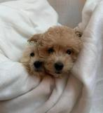 Maltipoo pups beschikbaar • Spoedig nieuw thuis gezocht!, Dieren en Toebehoren, Particulier, Rabiës (hondsdolheid), 15 weken tot 1 jaar
