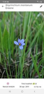 Bieslelie vaste plant, Tuin en Terras, Planten | Tuinplanten, Vaste plant, Halfschaduw, Zomer, Ophalen