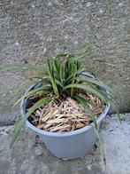 Liriope muscari (leliegras), Tuin en Terras, Planten | Tuinplanten, Zomer, Vaste plant, Siergrassen, Ophalen