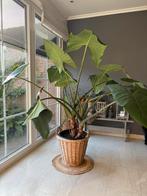 Kamerplant, Ophalen, 100 tot 150 cm, Overige soorten, Halfschaduw