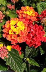 Wisselbloem Oranje/Rood (Lantana Camara), Ophalen of Verzenden, Zomer, Overige soorten, Volle zon