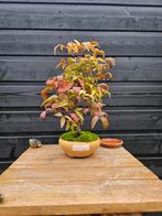 Nandina Domestica " fire power" Bonsai " hemelse bamboe", Overige soorten, Volle zon, Vaste plant, Ophalen of Verzenden