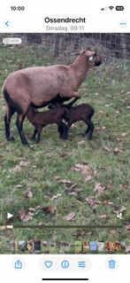 ze zijn er weer Barbados black belly lammeren, Dieren en Toebehoren, Meerdere dieren, Schaap, 0 tot 2 jaar