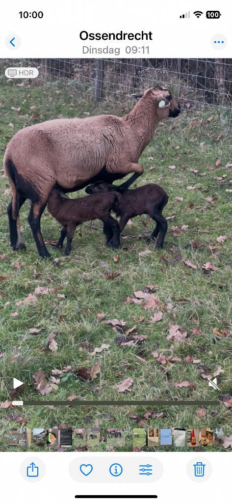 ze zijn er weer Barbados black belly lammeren, Dieren en Toebehoren, Schapen, Geiten en Varkens, Schaap, Meerdere dieren, 0 tot 2 jaar