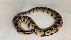 python regius / pastel 100% albino pied, Dieren en Toebehoren, Reptielen en Amfibieën, Slang, Tam, 0 tot 2 jaar