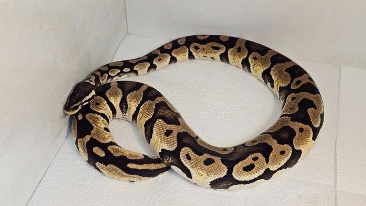 python regius / pastel 100% albino pied
