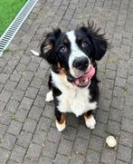 Berner Sennen 9 maanden, Dieren en Toebehoren, Honden | Niet-rashonden, 15 weken tot 1 jaar, Reu, Groot, Eén hond