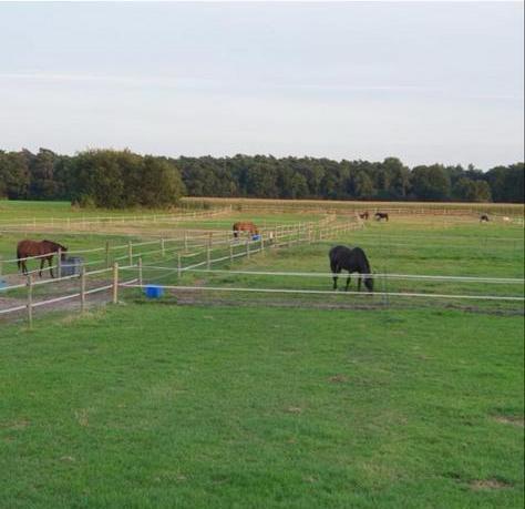 Stalling paard, Dieren en Toebehoren, Stalling en Weidegang, Stalling