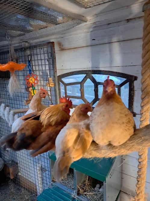 5 Ayam serama, Dieren en Toebehoren, Pluimvee, Kip, Meerdere dieren
