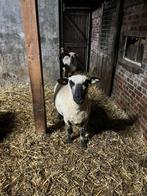 2 hampshire down schapen ooi, Dieren en Toebehoren, Schaap, Vrouwelijk