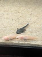 Borstelneus Plecostomus / Antennemeerval / Algeneter vis, Dieren en Toebehoren, Vissen | Aquariumvissen, Vis