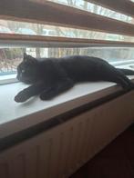 Katten, Dieren en Toebehoren, Meerdere dieren, 0 tot 2 jaar