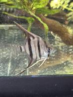 Rio Nanay maanvis, Dieren en Toebehoren, Vis, Zoetwatervis, Schoolvis