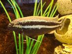 Malawi cichlide "Melanochromis auratus,", Vis