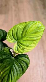 Philodendron Plowmanii Variegata, Huis en Inrichting, Kamerplanten, Ophalen of Verzenden, Overige soorten, Minder dan 100 cm
