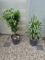 Twee kamerplanten in grote pot – Ficus Benjamina en Yucca, Ficus, In pot, Minder dan 100 cm, Groene kamerplant