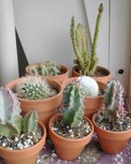 mini cactussen, Huis en Inrichting, Kamerplanten, Ophalen, Cactus, Minder dan 100 cm, Volle zon
