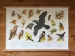 Schoolplaat poster “ Zangvogels “, Antiek en Kunst, Antiek | Schoolplaten, Ophalen of Verzenden, Natuur en Biologie