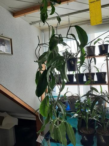 Hoya Imperialis Red, lange tak.  beschikbaar voor biedingen