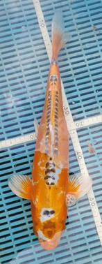 Koi 47cm, Karper of Koi