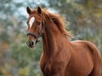 Aangeboden: Stalmedewerker/paarden verzorger.