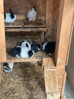 baby konijntjes, Dieren en Toebehoren, Meerdere dieren, Dwerg