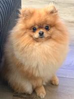 Pomeriaan hondje bowie zoekt liefdevol huisje, 1 tot 2 jaar, Eén hond, Nederland, Particulier