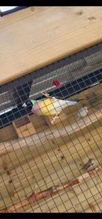 Koppel Gouldamadines, Dieren en Toebehoren, Vogels | Overige Vogels, Meerdere dieren, Tropenvogel, Geringd